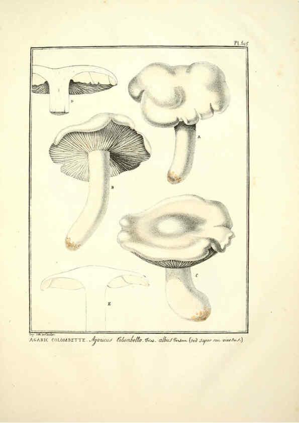Reproducción/Reproduction 6045307381: Figures des champignons, servant de supplément aux planches de Bulliard Paris :Meilhac,1839-1842