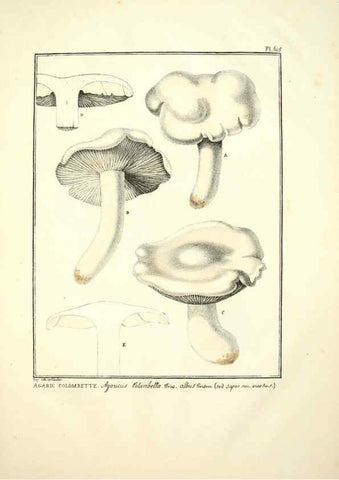 Reproducción/Reproduction 6045307381: Figures des champignons, servant de supplément aux planches de Bulliard Paris :Meilhac,1839-1842