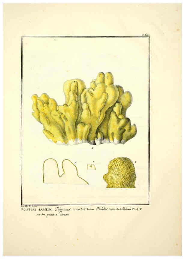 Reproducción/Reproduction 6045857910: Figures des champignons, servant de supplément aux planches de Bulliard Paris :Meilhac,1839-1842
