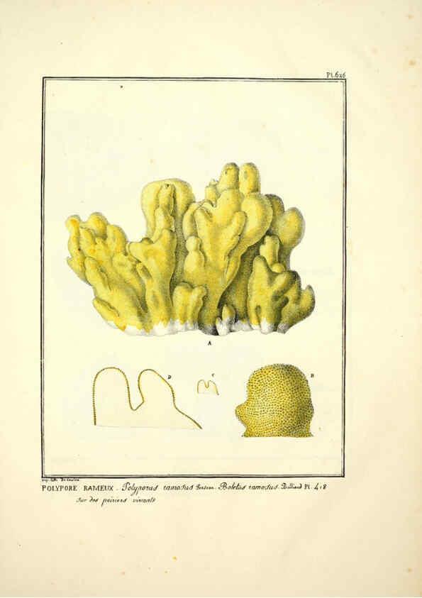 Reproducción/Reproduction 6045857910: Figures des champignons, servant de supplément aux planches de Bulliard Paris :Meilhac,1839-1842