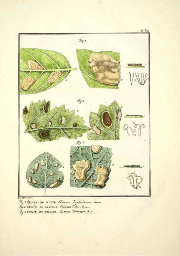 Reproducción/Reproduction 6045307781: Figures des champignons, servant de supplément aux planches de Bulliard Paris :Meilhac,1839-1842