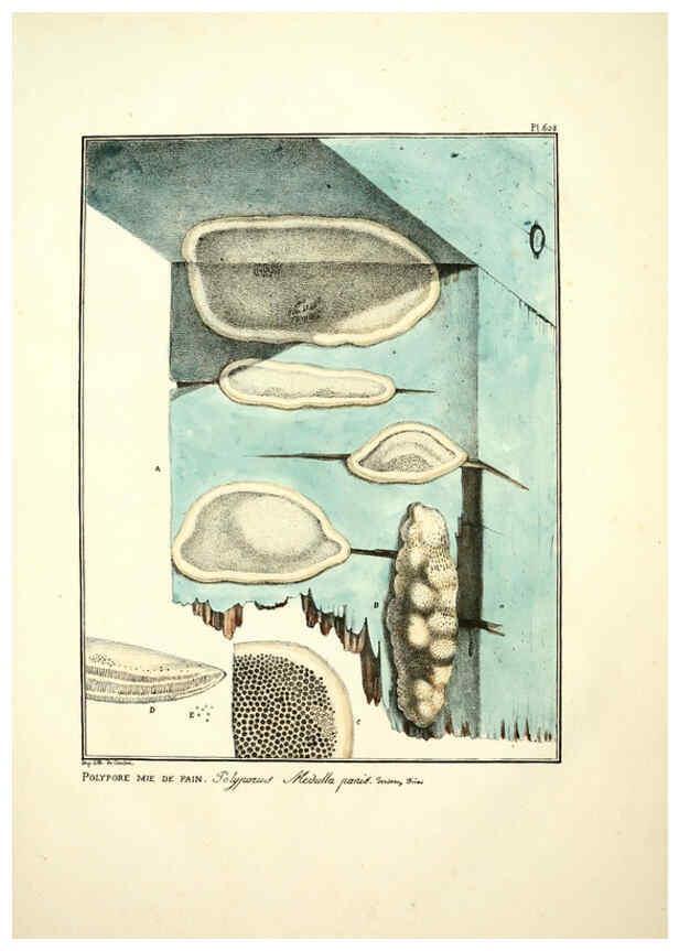 Reproducción/Reproduction 6045858374: Figures des champignons, servant de supplément aux planches de Bulliard Paris :Meilhac,1839-1842