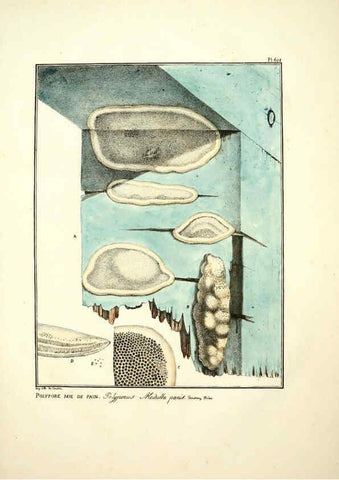 Reproducción/Reproduction 6045858374: Figures des champignons, servant de supplément aux planches de Bulliard Paris :Meilhac,1839-1842
