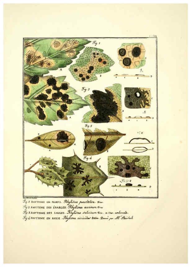 Reproducción/Reproduction 6045308317: Figures des champignons, servant de supplément aux planches de Bulliard Paris :Meilhac,1839-1842