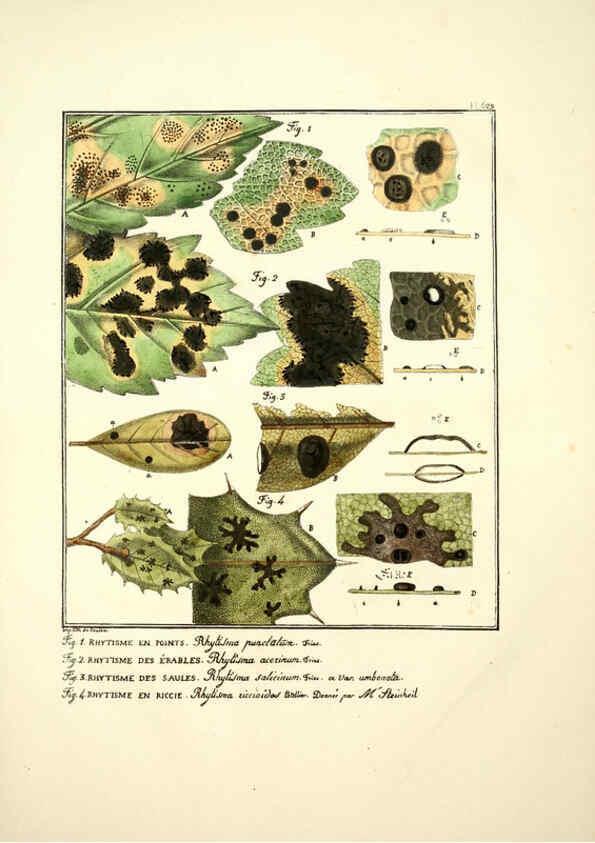 Reproducción/Reproduction 6045308317: Figures des champignons, servant de supplément aux planches de Bulliard Paris :Meilhac,1839-1842