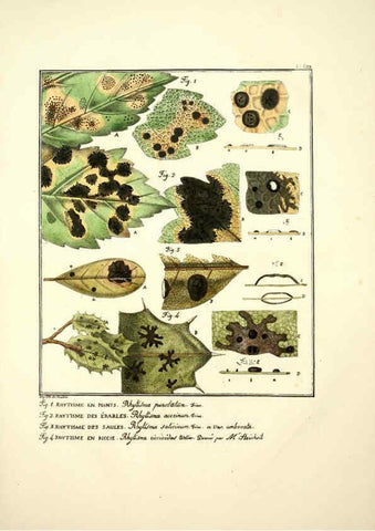 Reproducción/Reproduction 6045308317: Figures des champignons, servant de supplément aux planches de Bulliard Paris :Meilhac,1839-1842