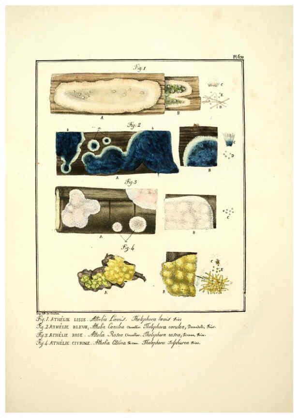 Reproducción/Reproduction 6045858884: Figures des champignons, servant de supplément aux planches de Bulliard Paris :Meilhac,1839-1842