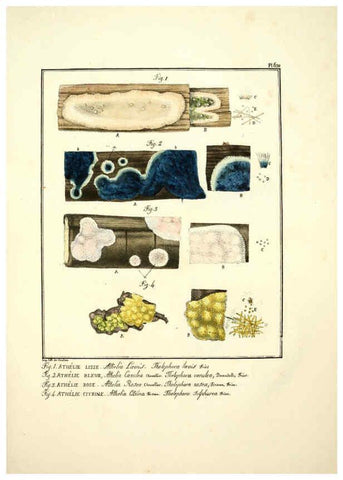 Reproducción/Reproduction 6045858884: Figures des champignons, servant de supplément aux planches de Bulliard Paris :Meilhac,1839-1842