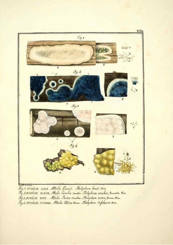 Reproducción/Reproduction 6045858884: Figures des champignons, servant de supplément aux planches de Bulliard Paris :Meilhac,1839-1842