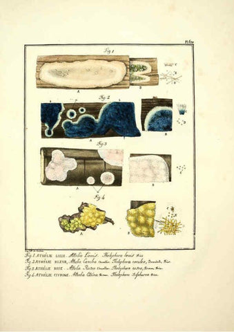 Reproducción/Reproduction 6045858884: Figures des champignons, servant de supplément aux planches de Bulliard Paris :Meilhac,1839-1842