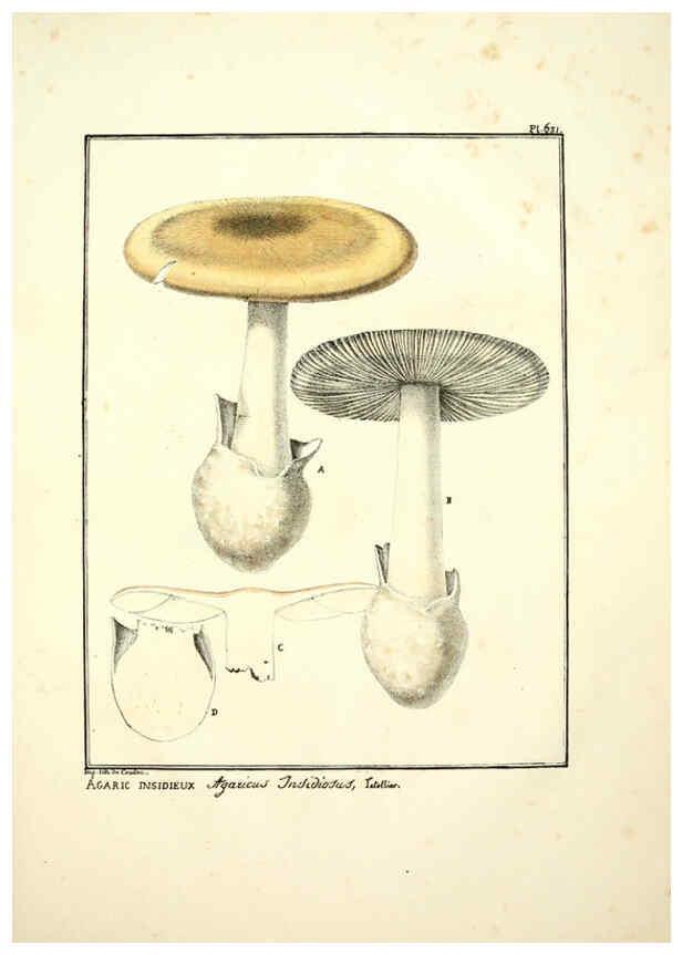 Reproducción/Reproduction 6045308709: Figures des champignons, servant de supplément aux planches de Bulliard Paris :Meilhac,1839-1842