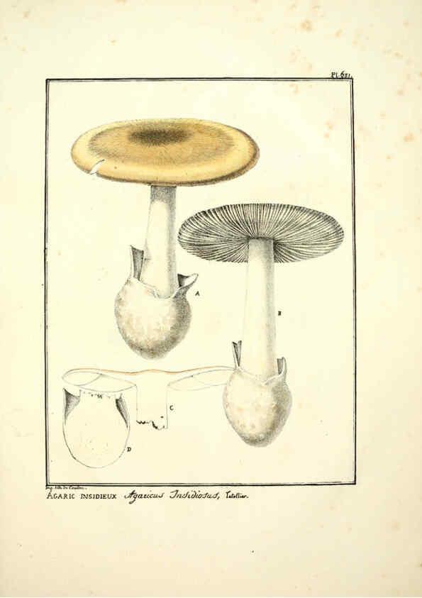 Reproducción/Reproduction 6045308709: Figures des champignons, servant de supplément aux planches de Bulliard Paris :Meilhac,1839-1842