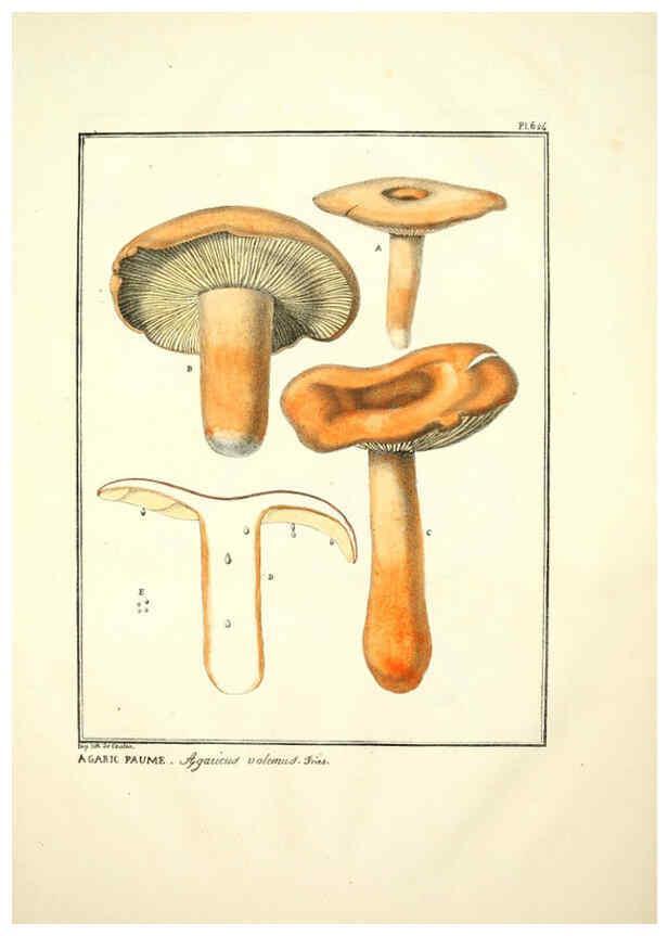 Reproducción/Reproduction 6045307101: Figures des champignons, servant de supplément aux planches de Bulliard Paris :Meilhac,1839-1842
