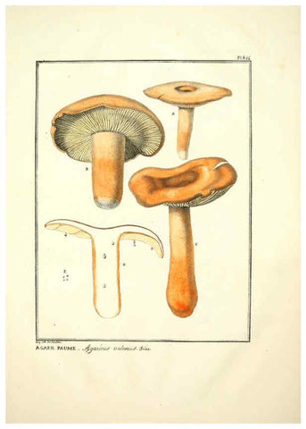 Reproducción/Reproduction 6045307101: Figures des champignons, servant de supplément aux planches de Bulliard Paris :Meilhac,1839-1842