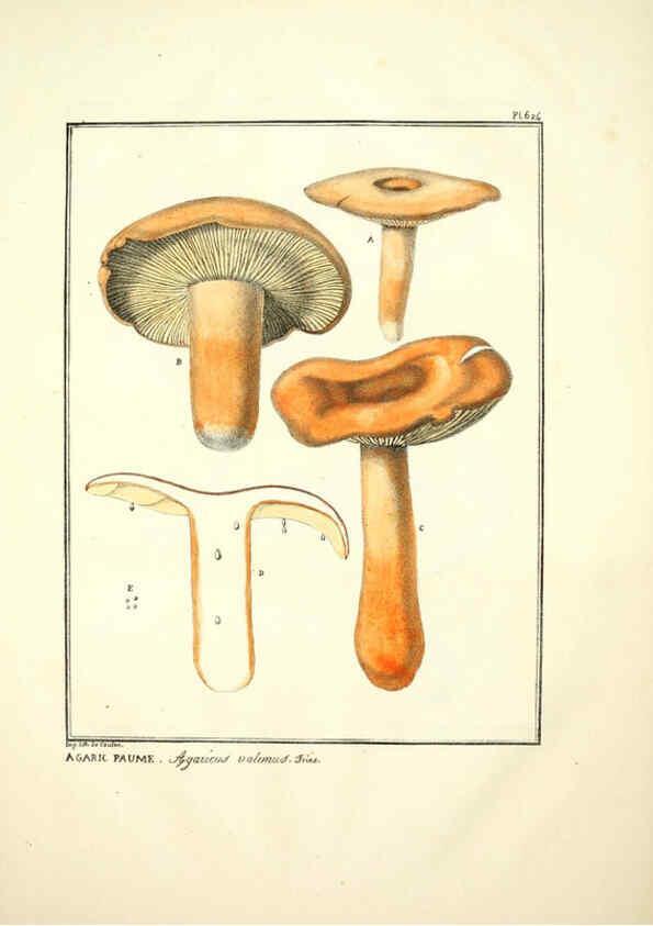 Reproducción/Reproduction 6045307101: Figures des champignons, servant de supplément aux planches de Bulliard Paris :Meilhac,1839-1842