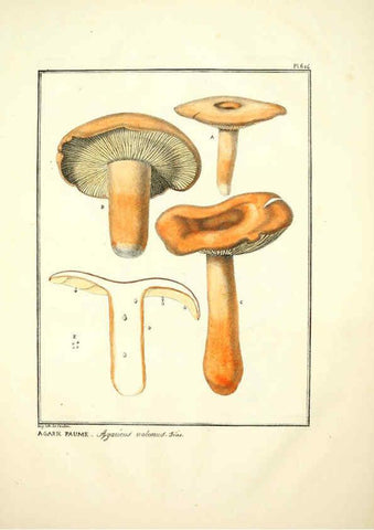 Reproducción/Reproduction 6045307101: Figures des champignons, servant de supplément aux planches de Bulliard Paris :Meilhac,1839-1842