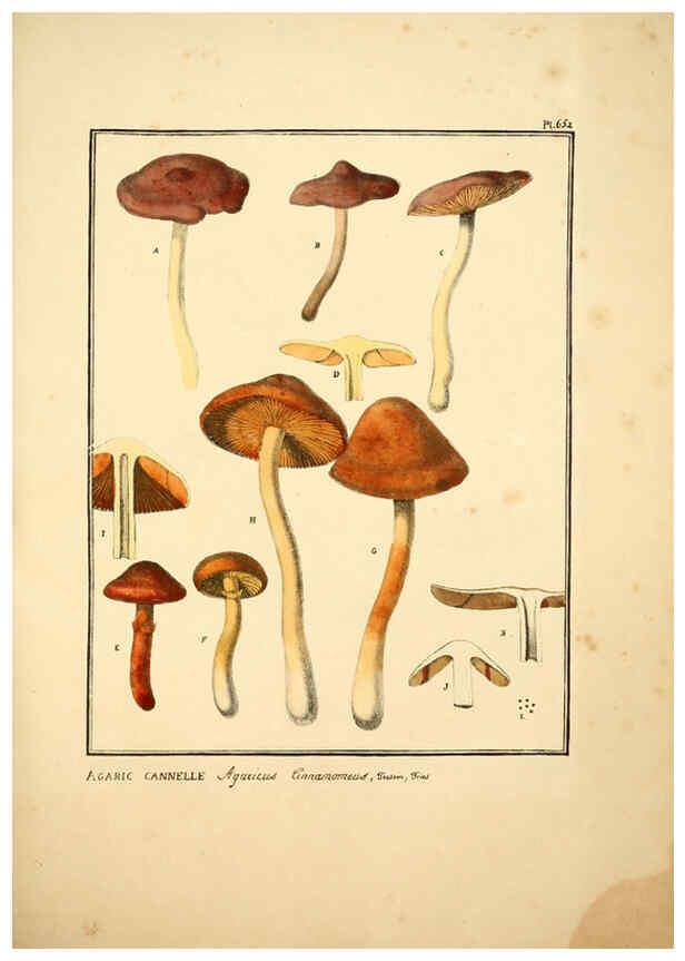 Reproducción/Reproduction 6045864752: Figures des champignons, servant de supplément aux planches de Bulliard Paris :Meilhac,1839-1842