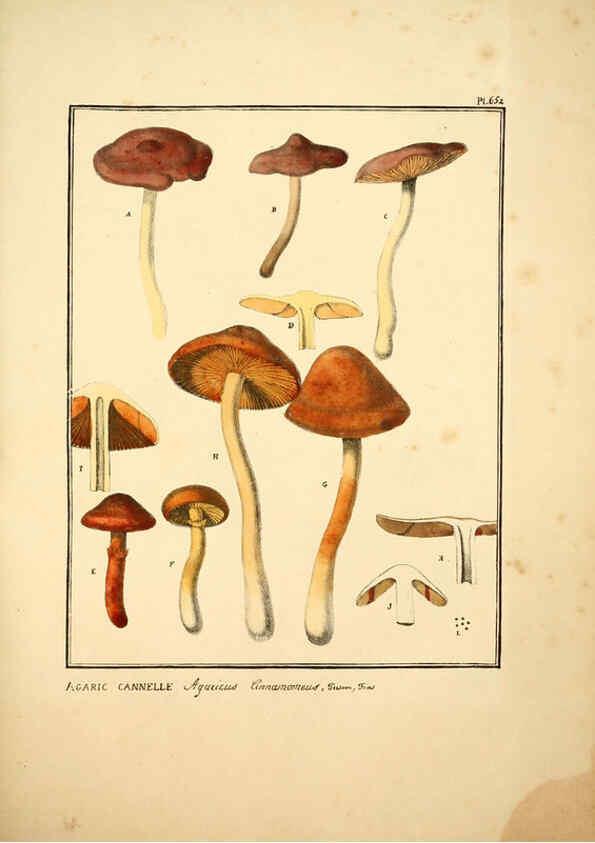 Reproducción/Reproduction 6045864752: Figures des champignons, servant de supplément aux planches de Bulliard Paris :Meilhac,1839-1842