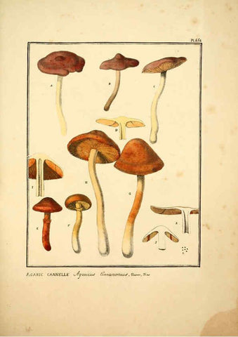 Reproducción/Reproduction 6045864752: Figures des champignons, servant de supplément aux planches de Bulliard Paris :Meilhac,1839-1842