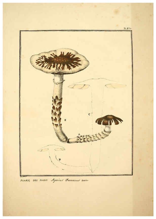Reproducción/Reproduction 6045865080: Figures des champignons, servant de supplément aux planches de Bulliard Paris :Meilhac,1839-1842