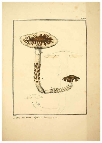Reproducción/Reproduction 6045865080: Figures des champignons, servant de supplément aux planches de Bulliard Paris :Meilhac,1839-1842