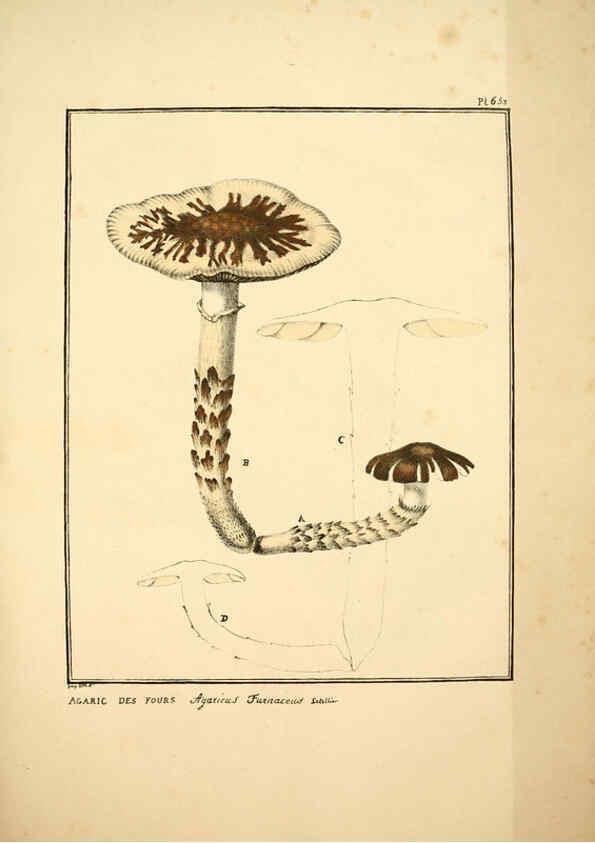Reproducción/Reproduction 6045865080: Figures des champignons, servant de supplément aux planches de Bulliard Paris :Meilhac,1839-1842