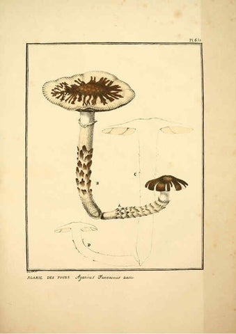 Reproducción/Reproduction 6045865080: Figures des champignons, servant de supplément aux planches de Bulliard Paris :Meilhac,1839-1842