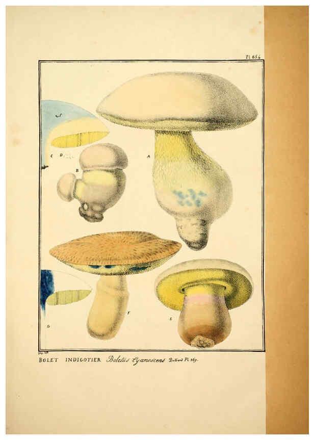 Reproducción/Reproduction 6045314793: Figures des champignons, servant de supplément aux planches de Bulliard Paris :Meilhac,1839-1842
