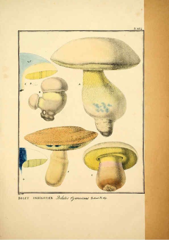Reproducción/Reproduction 6045314793: Figures des champignons, servant de supplément aux planches de Bulliard Paris :Meilhac,1839-1842