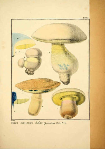 Reproducción/Reproduction 6045314793: Figures des champignons, servant de supplément aux planches de Bulliard Paris :Meilhac,1839-1842