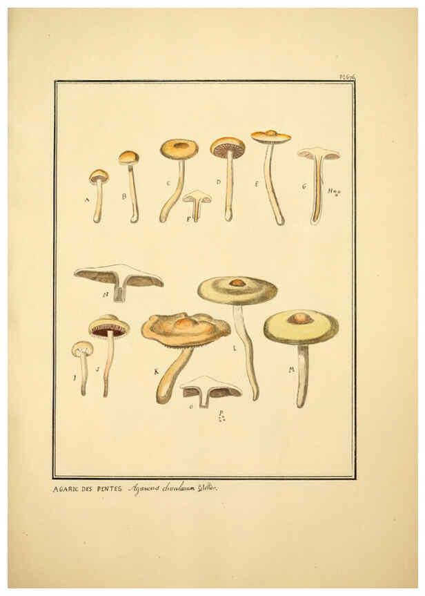 Reproducción/Reproduction 6045319235: Figures des champignons, servant de supplément aux planches de Bulliard Paris :Meilhac,1839-1842