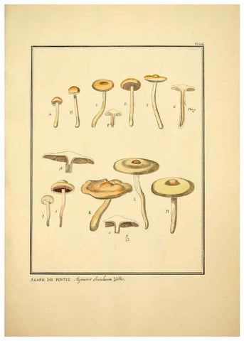Reproducción/Reproduction 6045319235: Figures des champignons, servant de supplément aux planches de Bulliard Paris :Meilhac,1839-1842
