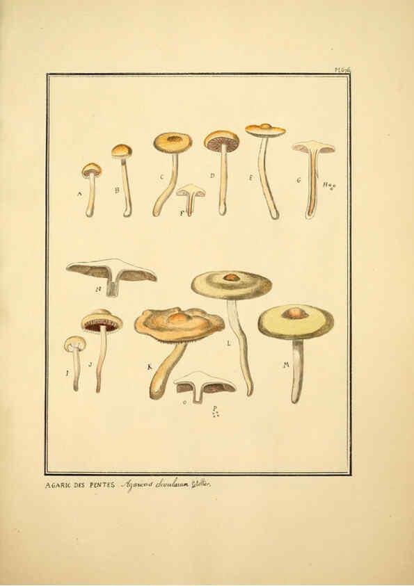 Reproducción/Reproduction 6045319235: Figures des champignons, servant de supplément aux planches de Bulliard Paris :Meilhac,1839-1842