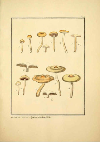 Reproducción/Reproduction 6045319235: Figures des champignons, servant de supplément aux planches de Bulliard Paris :Meilhac,1839-1842