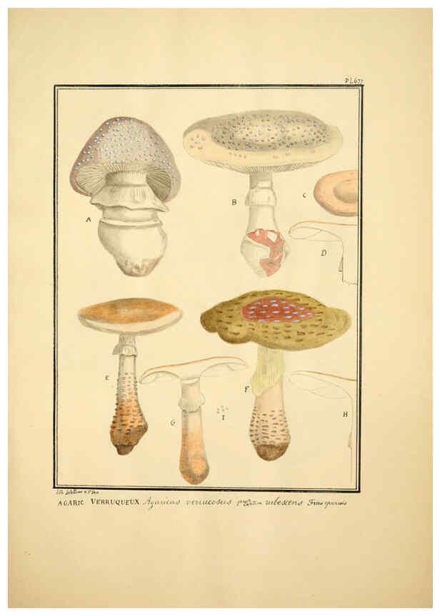 Reproducción/Reproduction 6045869866: Figures des champignons, servant de supplément aux planches de Bulliard Paris :Meilhac,1839-1842