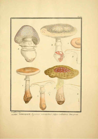 Reproducción/Reproduction 6045869866: Figures des champignons, servant de supplément aux planches de Bulliard Paris :Meilhac,1839-1842