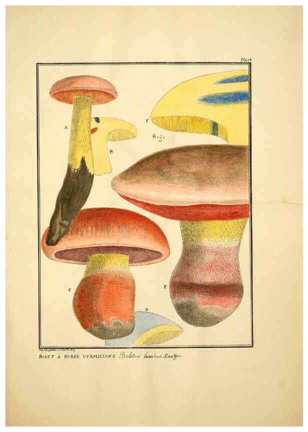 Reproducción/Reproduction 6045870128: Figures des champignons, servant de supplément aux planches de Bulliard Paris :Meilhac,1839-1842
