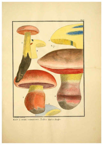 Reproducción/Reproduction 6045870128: Figures des champignons, servant de supplément aux planches de Bulliard Paris :Meilhac,1839-1842