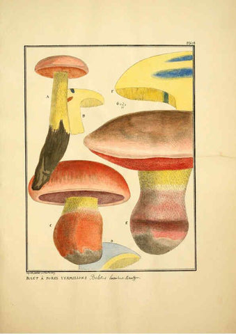 Reproducción/Reproduction 6045870128: Figures des champignons, servant de supplément aux planches de Bulliard Paris :Meilhac,1839-1842