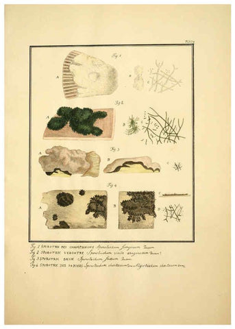 Reproducción/Reproduction 6045320097: Figures des champignons, servant de supplément aux planches de Bulliard Paris :Meilhac,1839-1842