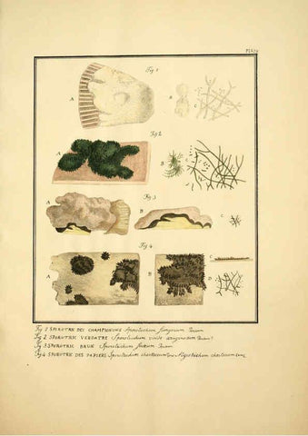 Reproducción/Reproduction 6045320097: Figures des champignons, servant de supplément aux planches de Bulliard Paris :Meilhac,1839-1842