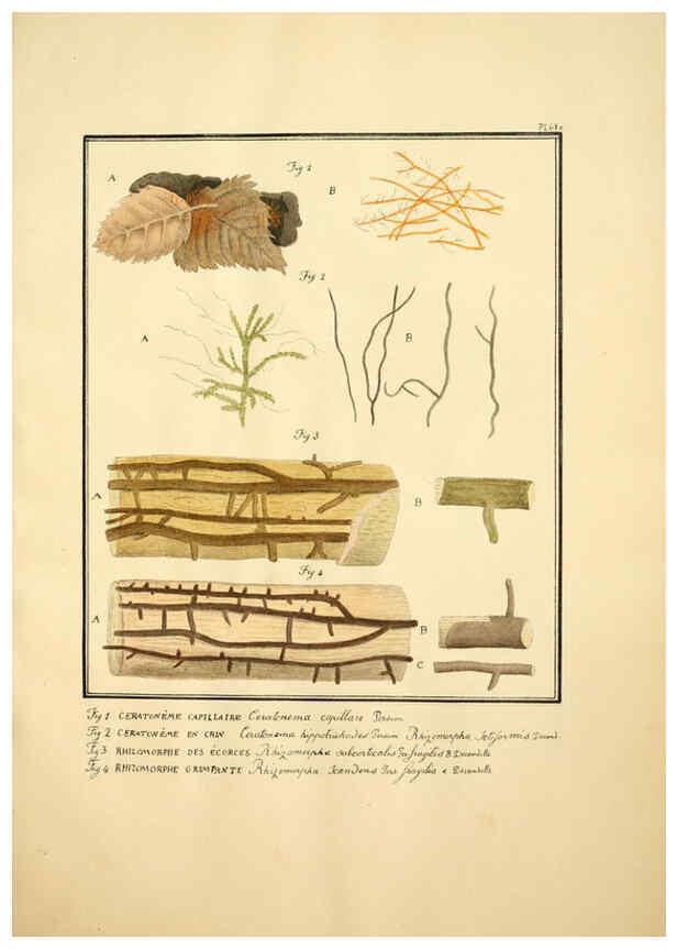 Reproducción/Reproduction 6045320585: Figures des champignons, servant de supplément aux planches de Bulliard Paris :Meilhac,1839-1842