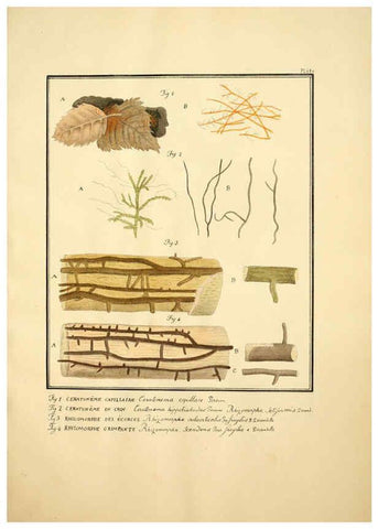 Reproducción/Reproduction 6045320585: Figures des champignons, servant de supplément aux planches de Bulliard Paris :Meilhac,1839-1842