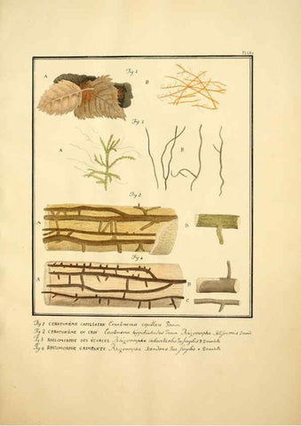 Reproducción/Reproduction 6045320585: Figures des champignons, servant de supplément aux planches de Bulliard Paris :Meilhac,1839-1842