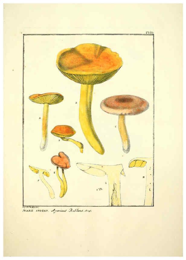Reproducción/Reproduction 6045320817: Figures des champignons, servant de supplément aux planches de Bulliard Paris :Meilhac,1839-1842