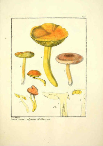 Reproducción/Reproduction 6045320817: Figures des champignons, servant de supplément aux planches de Bulliard Paris :Meilhac,1839-1842