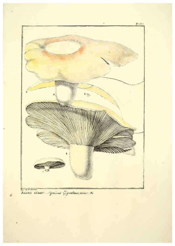 Reproducción/Reproduction 6045871476: Figures des champignons, servant de supplément aux planches de Bulliard Paris :Meilhac,1839-1842