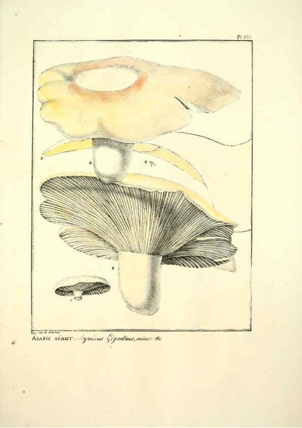 Reproducción/Reproduction 6045871476: Figures des champignons, servant de supplément aux planches de Bulliard Paris :Meilhac,1839-1842