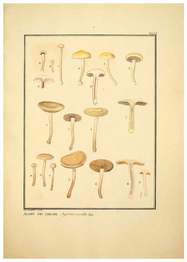 Reproducción/Reproduction 6045869412: Figures des champignons, servant de supplément aux planches de Bulliard Paris :Meilhac,1839-1842