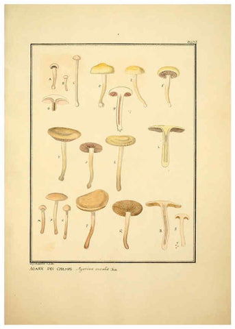Reproducción/Reproduction 6045869412: Figures des champignons, servant de supplément aux planches de Bulliard Paris :Meilhac,1839-1842